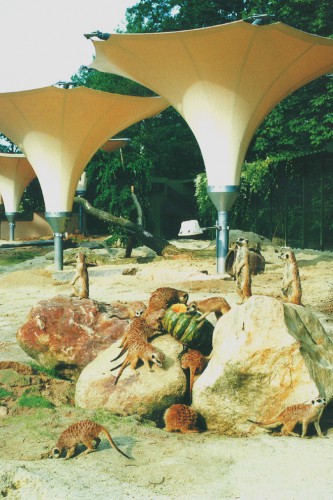 Projektbild Neubau des Erdmaennchengeheges im Koelner Zoo mit Link zur Projektseite