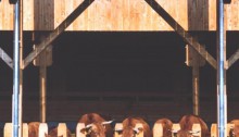 Projektbild Neubau eines Rinderstalls für Mutterkühe bei Niedernhall mit Link zur Projektseite